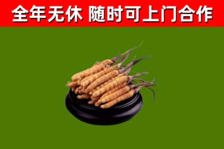 开平区烟酒回收冬虫夏草.jpg
